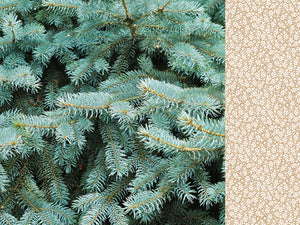 Paper Kaisercraft - Mint Wishes Collection - Fresh Pine