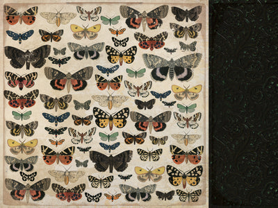 Paper Kaisercraft - Anthology Collection - Entomology